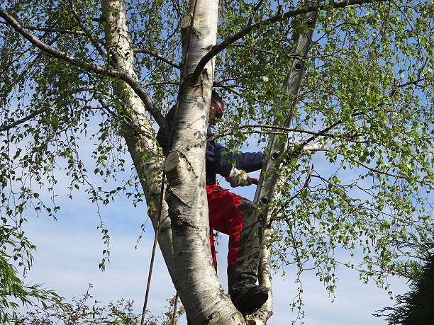 Best Tree Preservation Services  in Centralia, IL